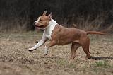 AMSTAFF ADULT 312